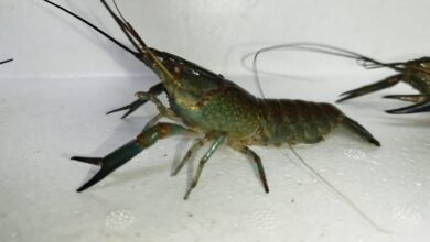 Indukan Siap Kawin Lobster Air Tawar