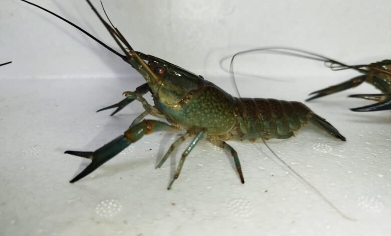 Jual Indukan Siap Kawin Lobster Air Tawar Berkualitas – Lobster Ngadiluwih 1 Indukan Siap Kawin Lobster Air Tawar