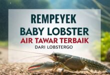 Rempeyek Baby Lobster